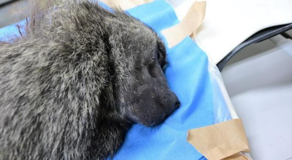 桃市農業局圍捕狒狒，最終狒狒因中槍重傷不治，遺體送往台北市立動物園相驗。   圖：林務局提供