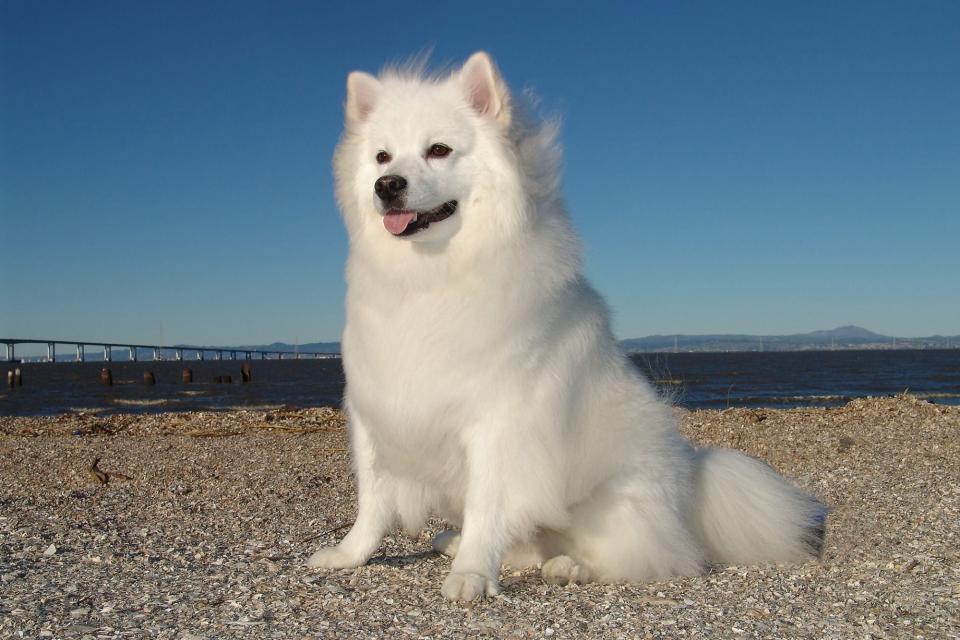 American Eskimo dog on the beach