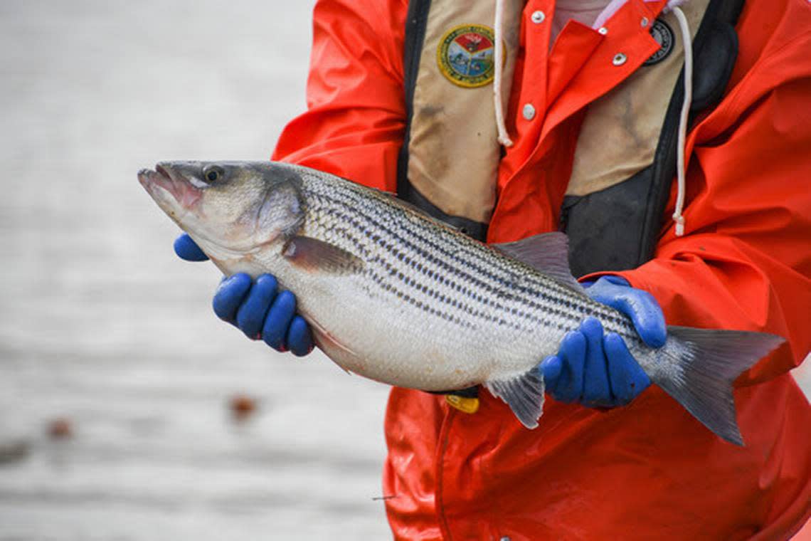 SCDNR said boaters on Lake Murray might notice dead or dying striped bass due to a water-quality phenomenon known as the “temperature-oxygen squeeze.”