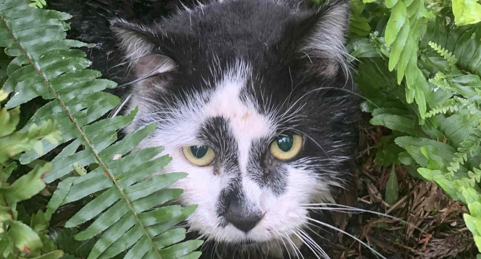 A pet cat is found injured after getting a paw caught in an illegal steel trap