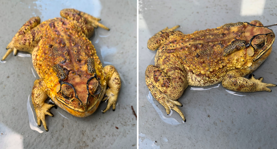 The Asian black-spined toad (pictured) was discovered near Huntingdale Station. Source: Agriculture Victoria