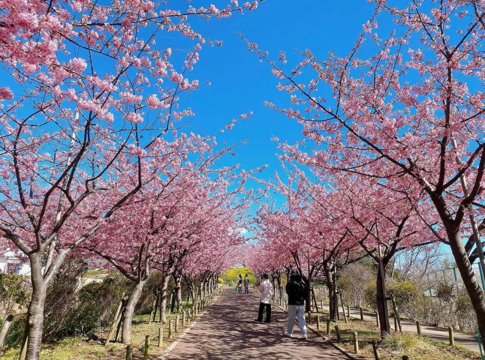 日本旅遊｜東京最新賞櫻景點「魔法文學館」！最美圖書館打卡勝地 純白小房子色被櫻花包圍、夢幻草莓色空間