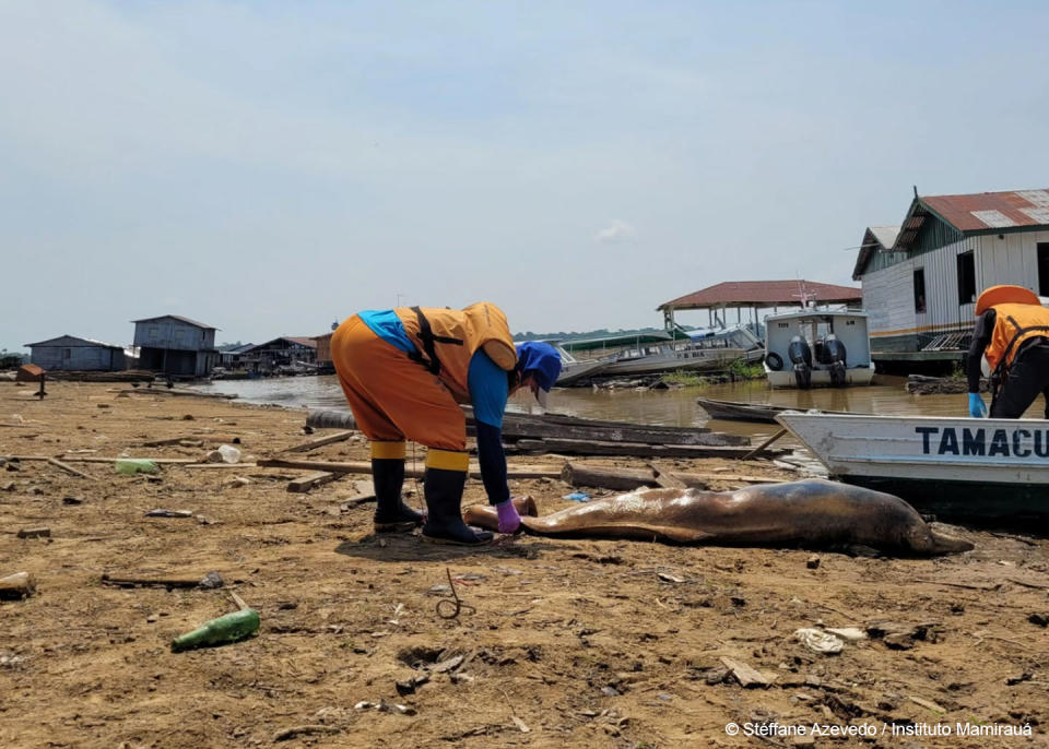 巴西特費湖（Lake <em>Tefé</em>）的海豚因為長期乾旱而紛紛暴斃。（圖／Greenpeace）