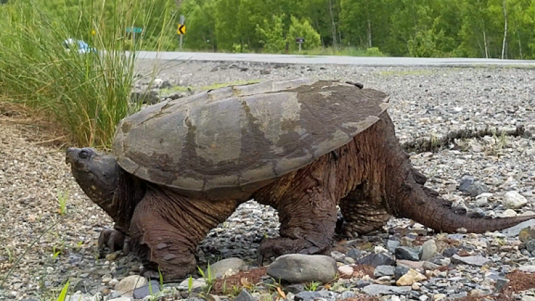 Reptile and amphibian researchers meet in Manitoba in shadow of troubling report