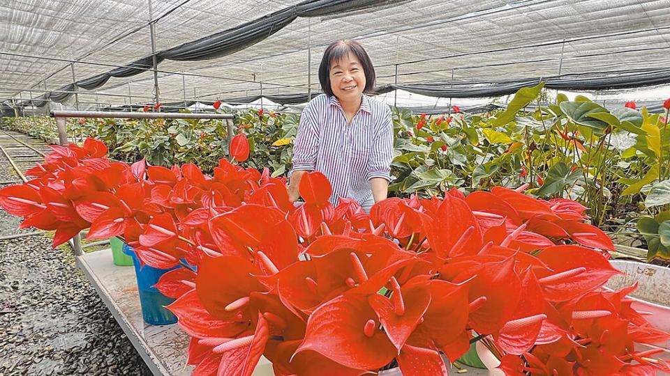 母親節將至，林芳珠位於台南柳營的農場，近來忙著採收、整理火鶴花。（張毓翎攝）