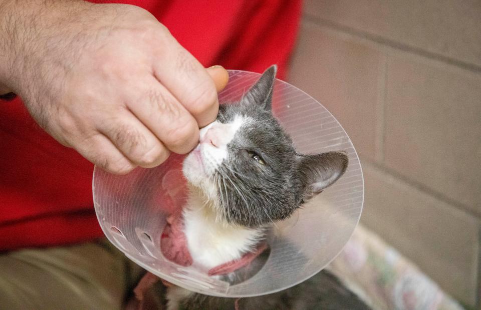 Animal Rescue League trying to save cat who was found with severe burns