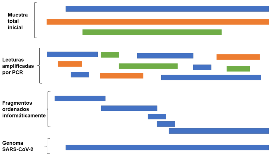 <span class="caption">Secuenciación del genoma de SARS-CoV-2 a partir de muestras de pacientes. Elaboración propia.</span>