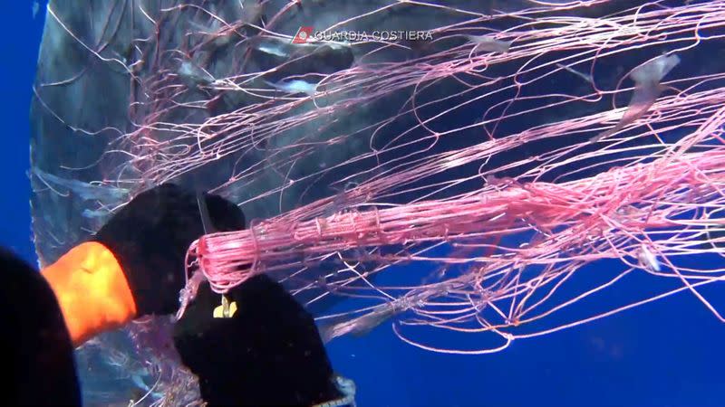 Italian coastguard work to free sperm whale entangled in fishing net