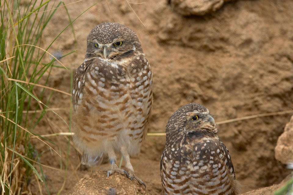 This photo provided by the San Diego Zoo Wildlife Alliance shows burrowing owls in a habitat at the San Diego Zoo Safari Park in 2006. (Ken Bohn/San Diego Zoo Wildlife Alliance via AP)