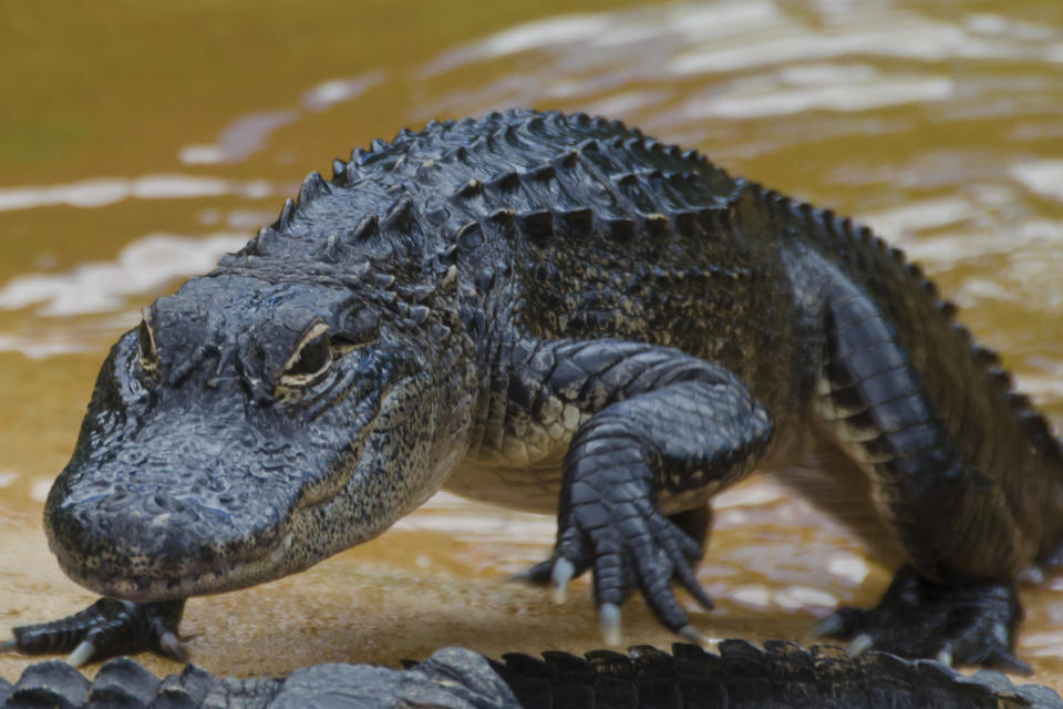 American alligator-alligator mississippiensis.