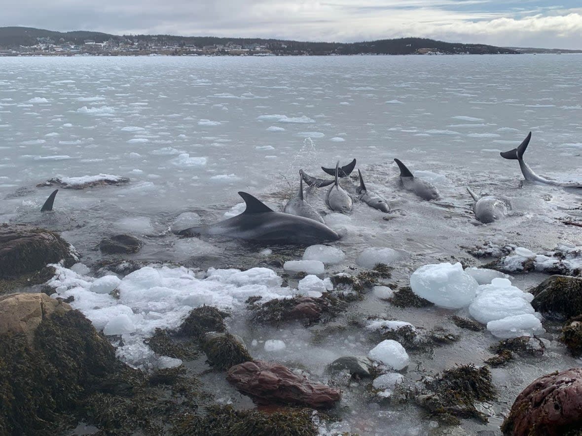 Around 10 dolphins were stuck by the wharf in Heart's Delight-Islington late Friday afternoon. Rescuers were able to free some of the dolphins by using a pelican sled to get across the sea ice where they were and pull all but one of them to open water. (Submitted by Clarence Chislett - image credit)