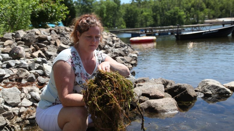 'Zombie plant' threatening Ontario's lakes