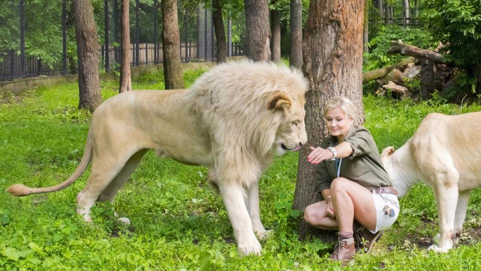 A zookeeper gets up close to a pair of lions at a zoo in Hungary in 2015.