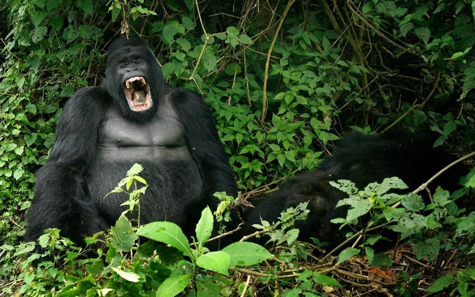 A silverback mountain gorilla in eastern Congo - AP