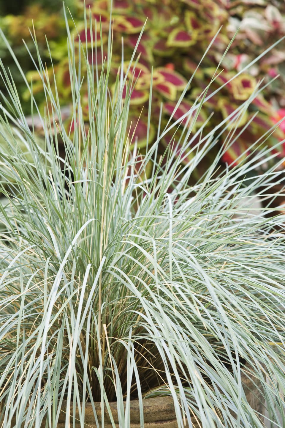 patio plants, close up of potted ornamental grass