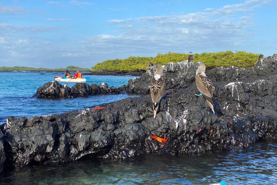 Classic Journeys guests on private naturalist guided kayaking to see blue footed boobie in Galapagos