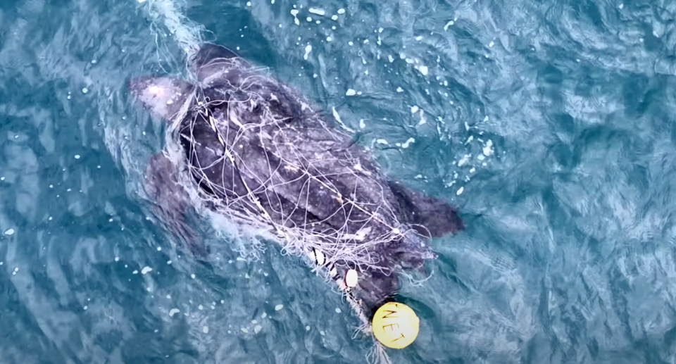 The leatherback turtle, seen here entangled in netting, was found about a kilometre off Dee Why beach. 