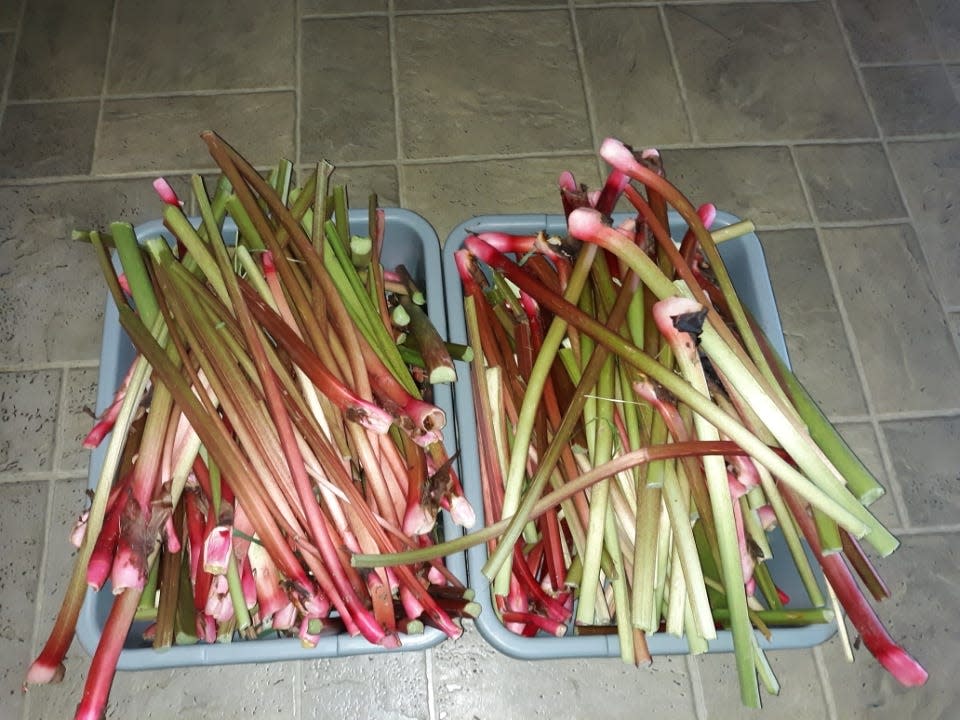 Lovina prepared rhubarb juice with her daughter.