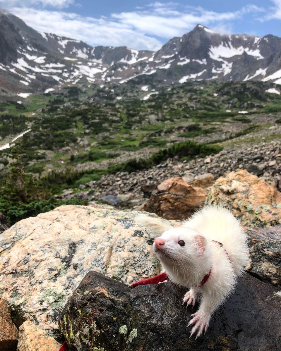 Oliver the Hiking Ferret hikes the Colorado Rockies (Lauren Smith)