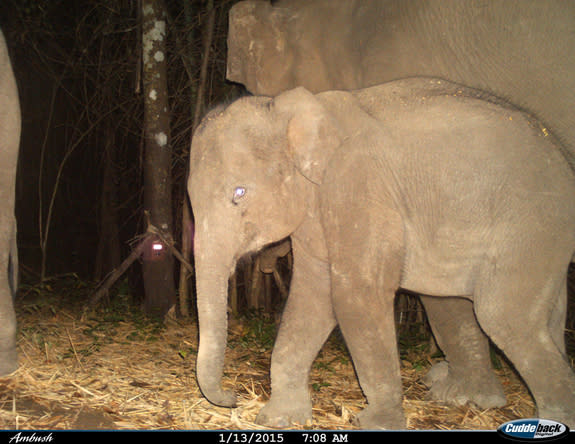 A shy-looking Asian elephant caught by a camera trap in Huai Kha Khaeng Wildlife Sanctuary in Thailand.