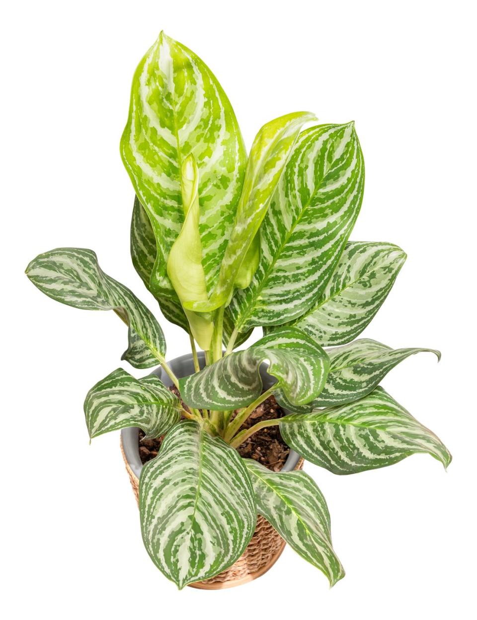 13) Chinese Evergreen Plant