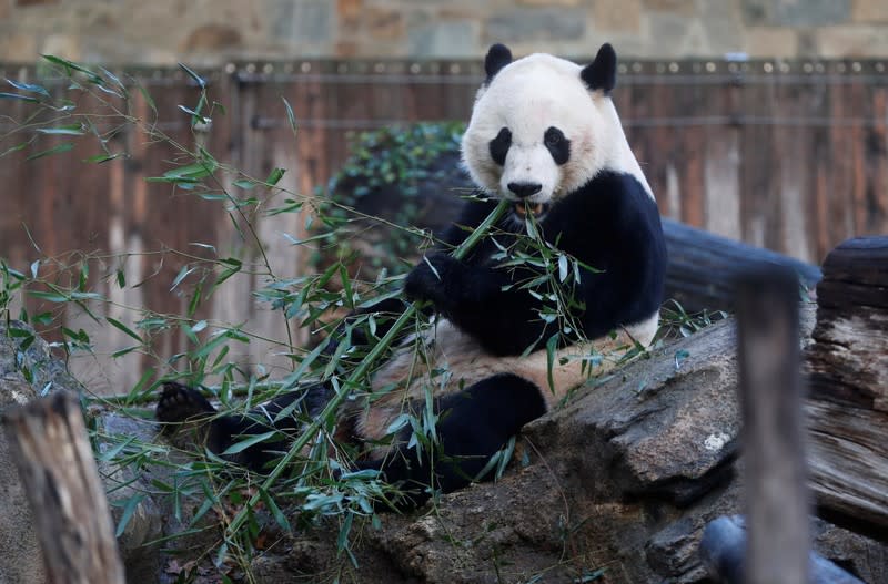 Bei Bei, the giant panda, is seen for the last time at the Smithsonian National Zoo, before his departure to China, in Washington