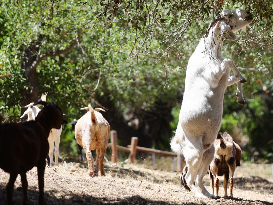 A goat stands on its hind legs to reach a branch to eat in Anaheim in 2022.