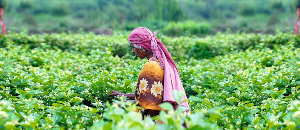 “Inside the Dream” takes viewers to jasmine fields in India.