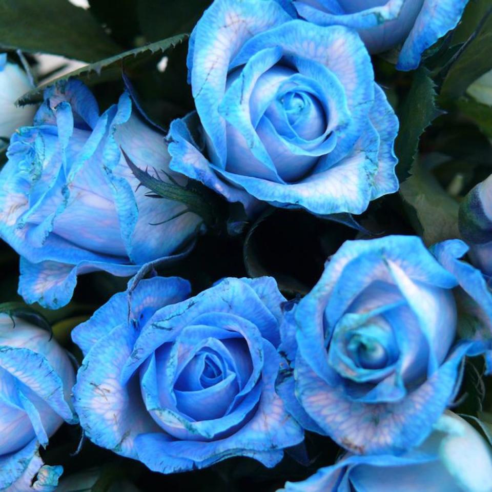 7) Libra: Blue roses