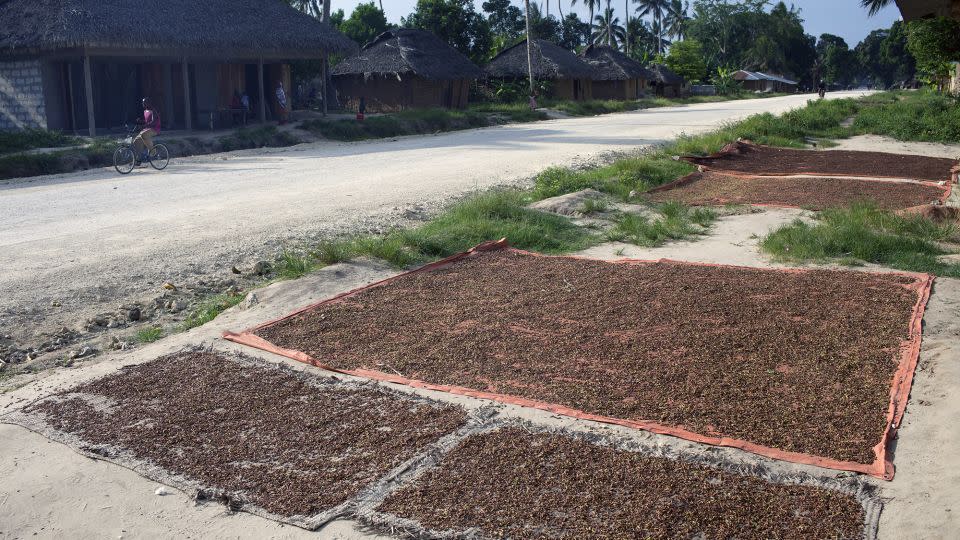Cloves dry on the ground in Pempa. - Per-Anders Pettersson/Corbis News/Getty Images