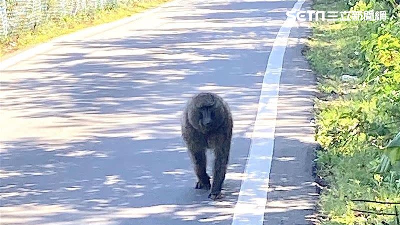 東非狒狒從六福村野生動物園脫逃。(圖／翻攝畫面)