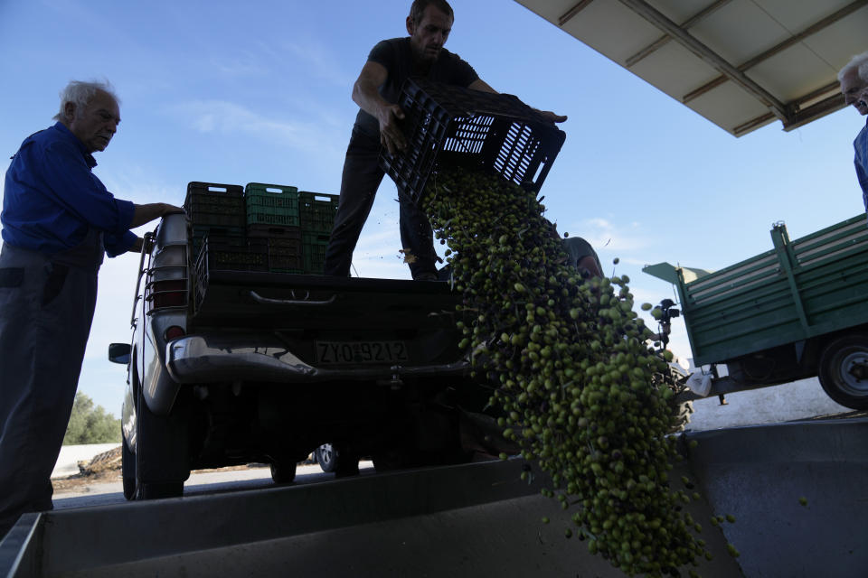 A worker unloads olives into a loading bin as others look on at an olive oil mill in Spata suburb, east of Athens, Greece, Tuesday, Oct. 31, 2023. Across the Mediterranean, warm winters, massive floods, and forest fires are hurting a tradition that has thrived for centuries. Olive oil production has been hammered by the effects of climate change, causing a surge in prices for southern Europe's healthy staple. (AP Photo/Thanassis Stavrakis)