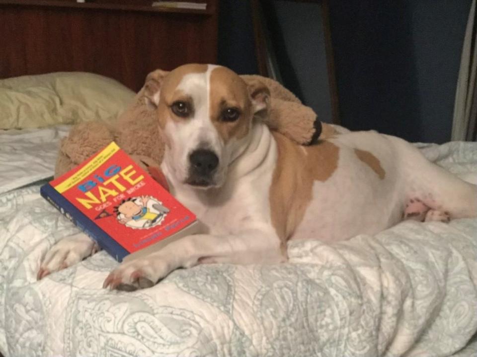 Christine Pelillo's rescue dog, Chevy, was the inspiration for her characters in "Shep Learns a Lesson."