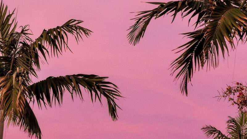 A pink sky with palm trees