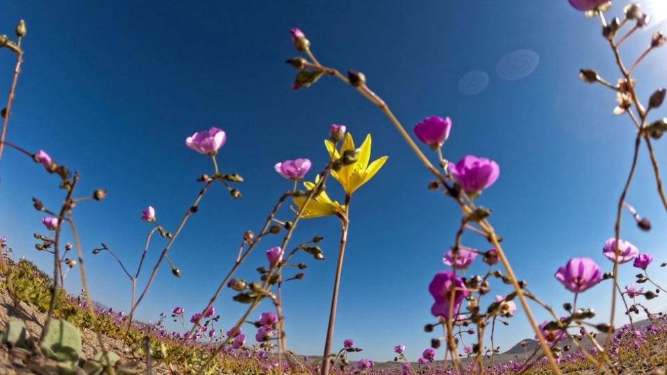 Atacama