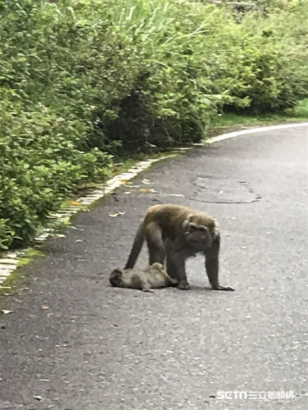 4個月大的小獼猴遭撞死，猴媽媽不離不棄地把牠抱在懷裡四處覓食。（圖／玉管處提供）