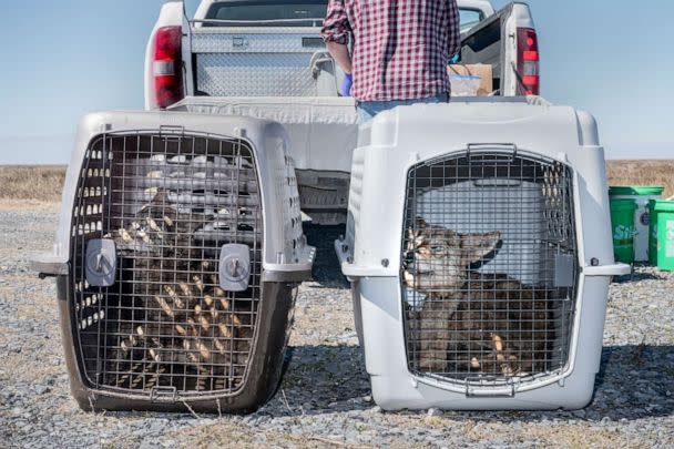 PHOTO: Two female coyotes await their release after being collared and measured by Dr. Joey Hinton. (Amy C. Shutt)