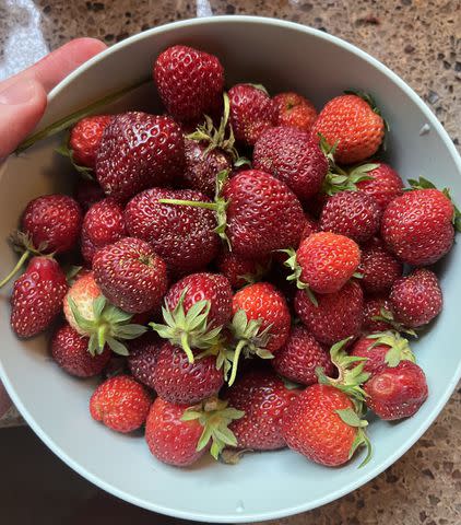 <p>Dana Ingemann</p> A bowl of strawberries, fresh from my garden, shortly before being devoured.