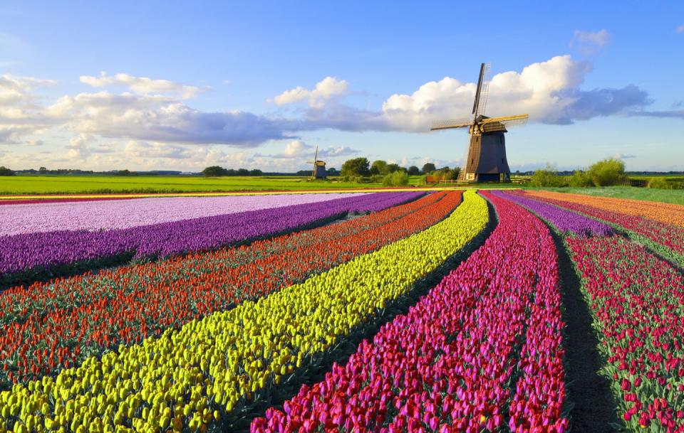 tulips and windmill