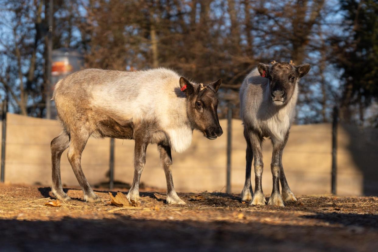 Two new reindeer, Figgy Pudding and Candy Cane, who are seven months old and were born in Alaska, can now be seen in the reindeer habitat at the Columbus Zoo.