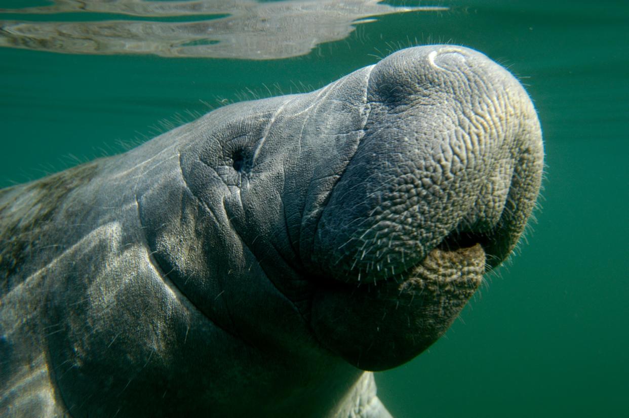 A manatee rises to the surface to take a breath near Magnolia Spring in Crystal River. There have been 112 red tide-related manatee mortalities in the Gulf of Mexico as of Sept. 1.