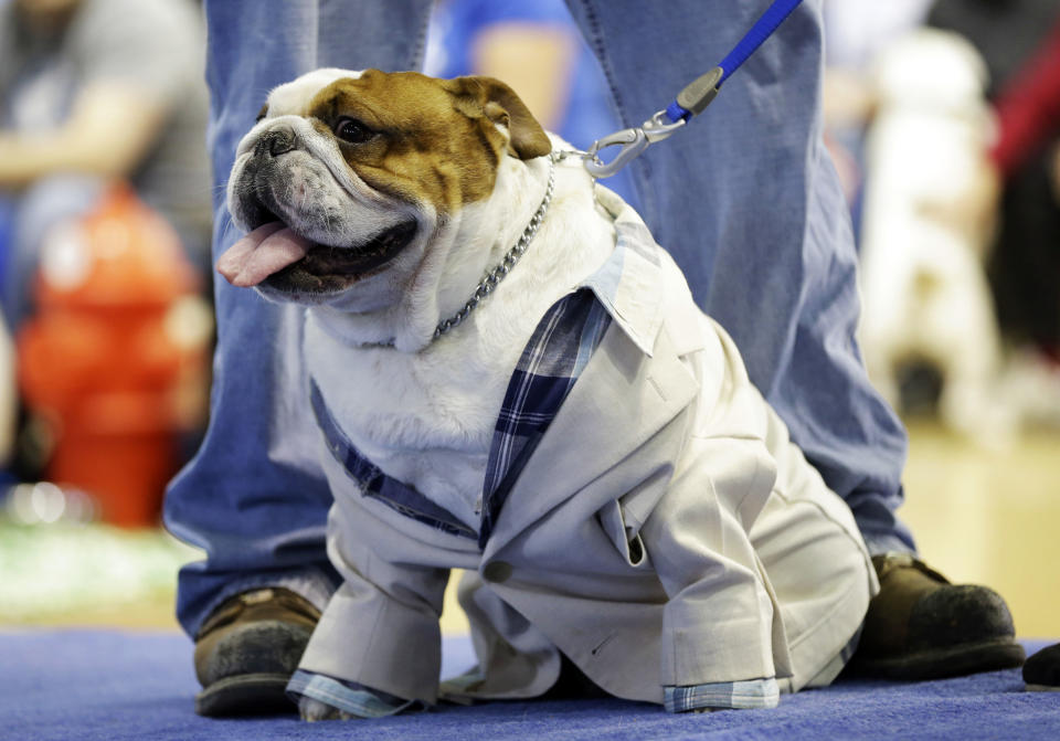 Huckleberry sits on the stage before being crowned the winner of the 34th annual Drake Relays Beautiful Bulldog Contest, Monday, April 22, 2013, in Des Moines, Iowa. The 4-year-old pup bulldog is owned by Steven and Stephanie Hein of Norwalk, Iowa. The pageant kicks off the Drake Relays festivities at Drake University where a bulldog is the mascot. (AP Photo/Charlie Neibergall)