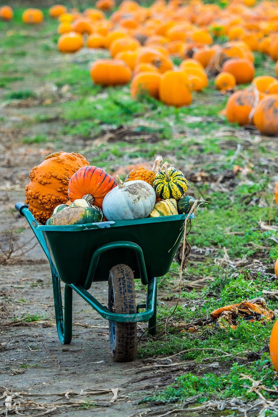 23) The Pumpkin Patch in Portland, OR