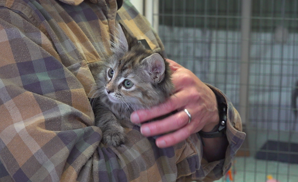 A kitten being held