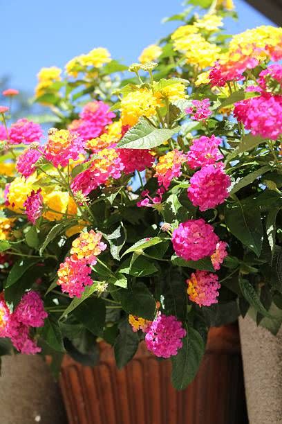 12) Lantana