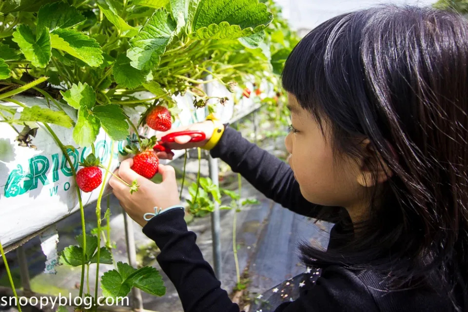 紅森林高架草莓園