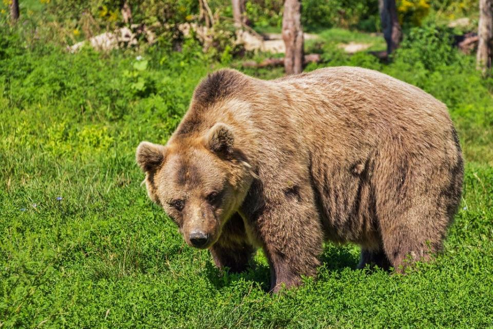 File image: Brown bear (Bergadder / Pixabay)