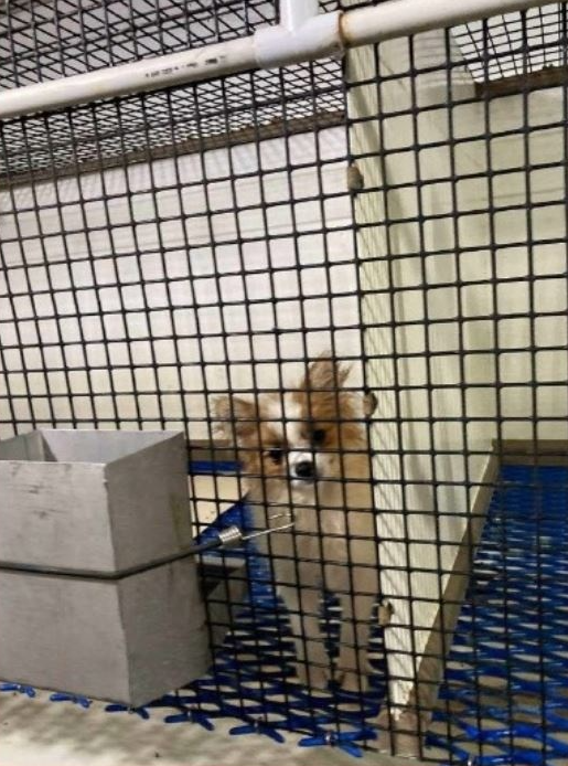 Ohio puppy mill featured in The Horrible Hundred Report (Photo Courtesy/Ohio Department of Agriculture).