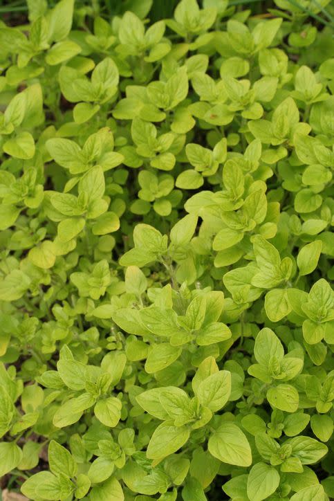 <p>Sweet marjoram has rounded leaves and tiny flowers. It likes sandy soil but has no tolerance for frost. It's used in poultry dishes, soups, and potatoes. </p><p><a class="link " href="https://go.redirectingat.com?id=74968X1596630&url=https%3A%2F%2Fwww.burpee.com%2Fmarjoram-sweet-prod000478.html&sref=https%3A%2F%2Fwww.veranda.com%2Foutdoor-garden%2Fg35122682%2Fperennial-herbs%2F" rel="nofollow noopener" target="_blank" data-ylk="slk:SHOP SWEET MARJORAM PLANTS;elm:context_link;itc:0;sec:content-canvas">SHOP SWEET MARJORAM PLANTS</a></p>