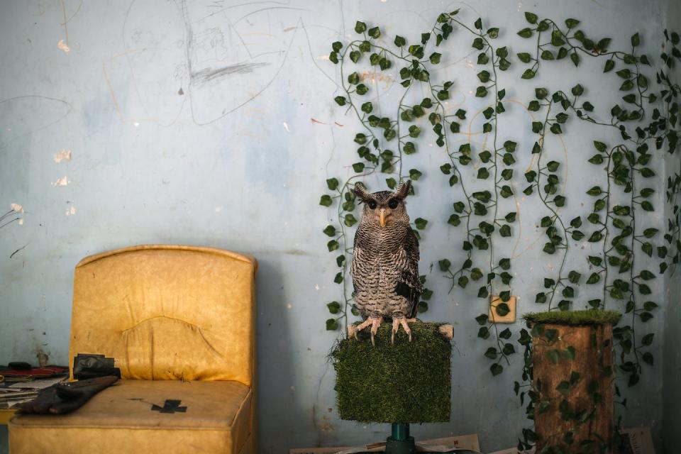 Global demand for exotic pets is increasing. Pictured: a barred eagle-owl kept as a pet in Indonesia. Mast Irham/EPA.